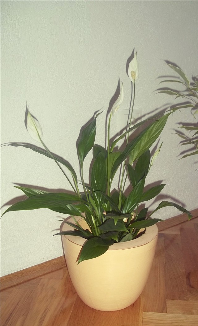 Spathiphyllum 